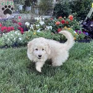 Darrin, Dachshund Mix Puppy