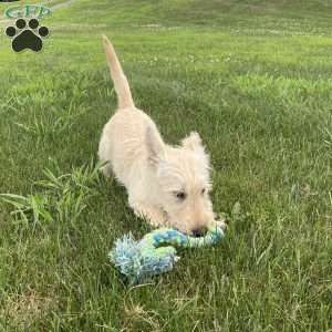 Casper, Scottish Terrier Puppy