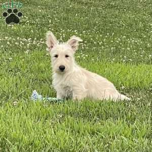 Casper, Scottish Terrier Puppy
