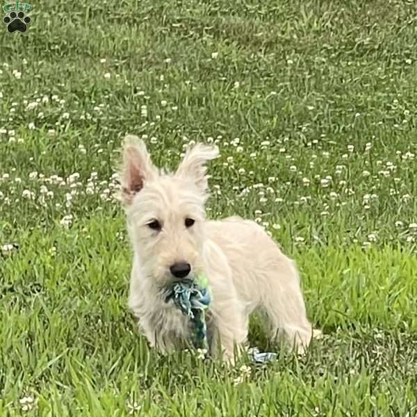 Casper, Scottish Terrier Puppy