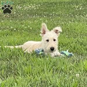 Casper, Scottish Terrier Puppy