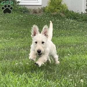 Casper, Scottish Terrier Puppy