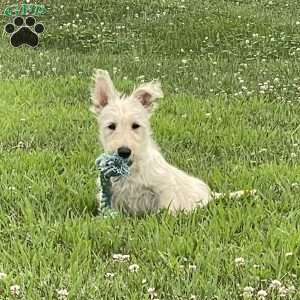 Casper, Scottish Terrier Puppy