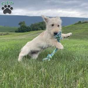 Casper, Scottish Terrier Puppy