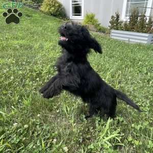 Cubit, Scottish Terrier Puppy