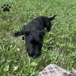Cubit, Scottish Terrier Puppy