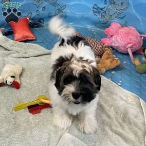 Jesse, Havanese Puppy