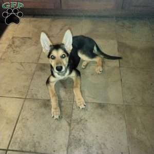 Teddy, German Shepherd Puppy