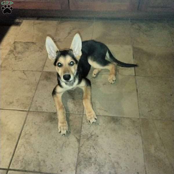 Teddy, German Shepherd Puppy