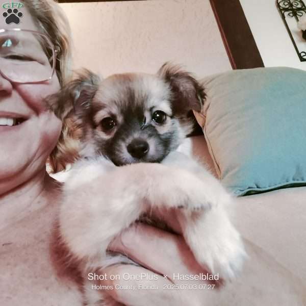 Fritz, Chihuahua Puppy