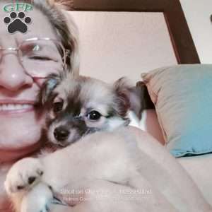 Fritz, Chihuahua Puppy