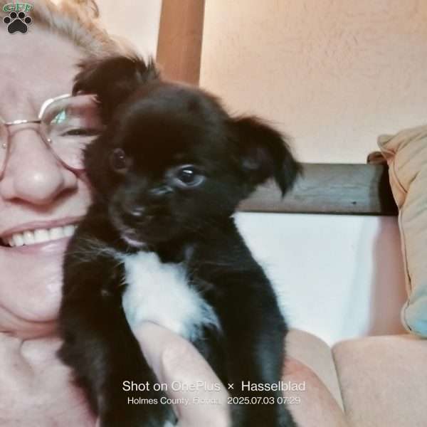 Junior, Chihuahua Puppy