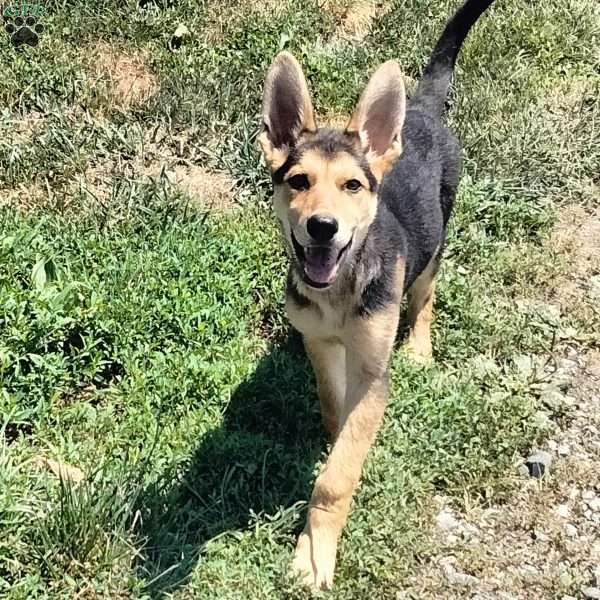Teddy, German Shepherd Puppy
