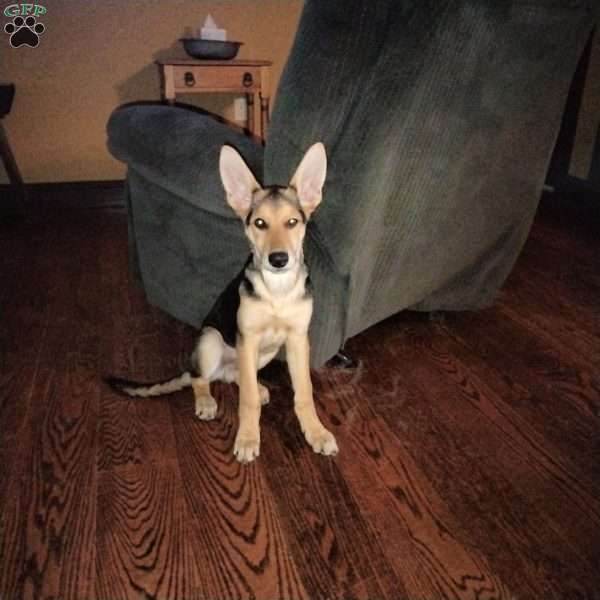 Teddy, German Shepherd Puppy