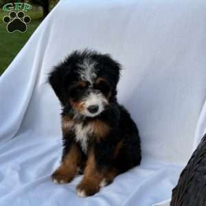 Lucy, Mini Bernedoodle Puppy