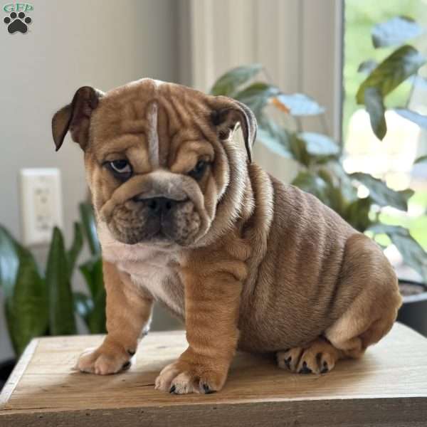 Jackson, English Bulldog Puppy