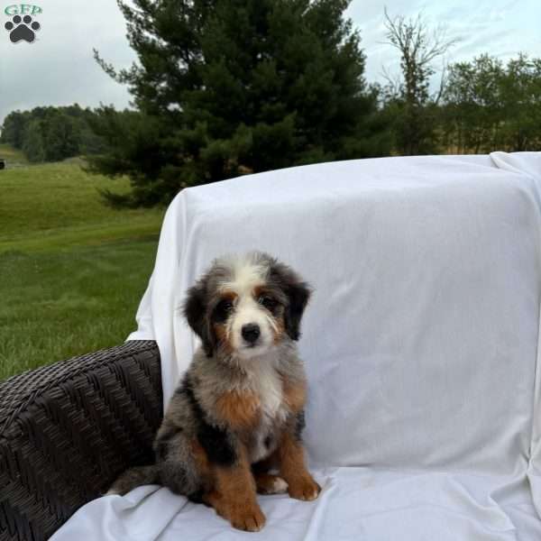 Raya, Mini Bernedoodle Puppy