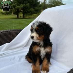 Lucy, Mini Bernedoodle Puppy