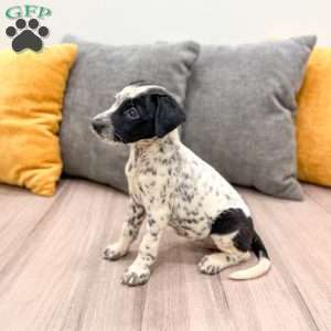 Pepper, Dalmatian Mix Puppy