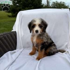 Raya, Mini Bernedoodle Puppy