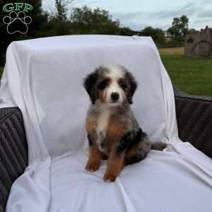 Raya, Mini Bernedoodle Puppy