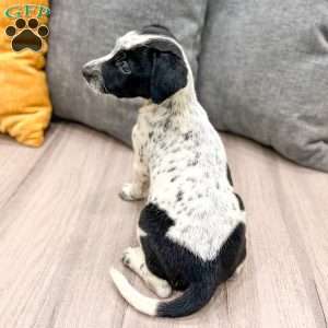 Pepper, Dalmatian Mix Puppy