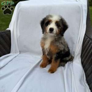 Raya, Mini Bernedoodle Puppy