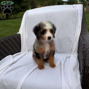 Raya, Mini Bernedoodle Puppy