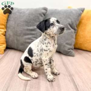 Pepper, Dalmatian Mix Puppy