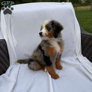 Raya, Mini Bernedoodle Puppy