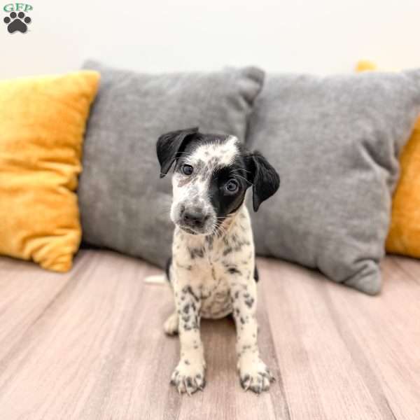 Pepper, Dalmatian Mix Puppy