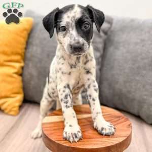 Pepper, Dalmatian Mix Puppy