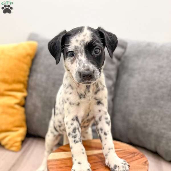 Pepper, Dalmatian Mix Puppy