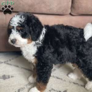 Annie, Mini Bernedoodle Puppy