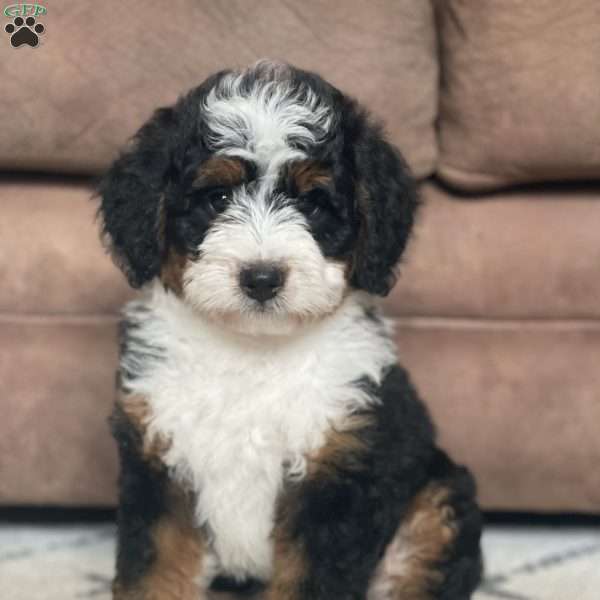 Annie, Mini Bernedoodle Puppy