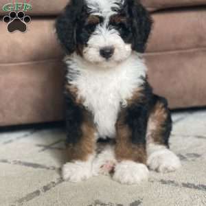 Annie, Mini Bernedoodle Puppy