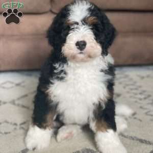 Oreo, Mini Bernedoodle Puppy