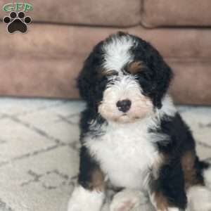Oreo, Mini Bernedoodle Puppy
