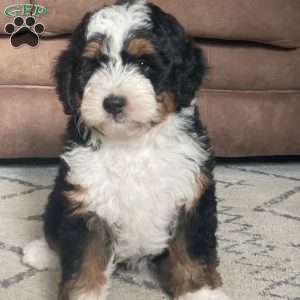 Oreo, Mini Bernedoodle Puppy