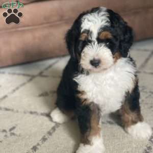 Lola, Mini Bernedoodle Puppy
