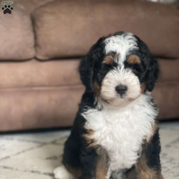 Lola, Mini Bernedoodle Puppy