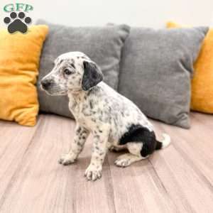 Cookie, Dalmatian Mix Puppy