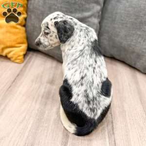 Cookie, Dalmatian Mix Puppy