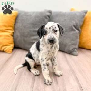 Cookie, Dalmatian Mix Puppy