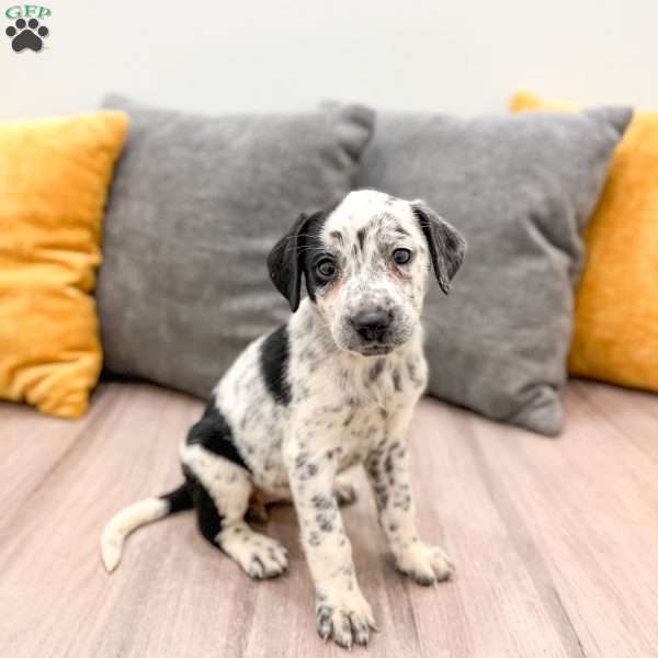 Cookie, Dalmatian Mix Puppy