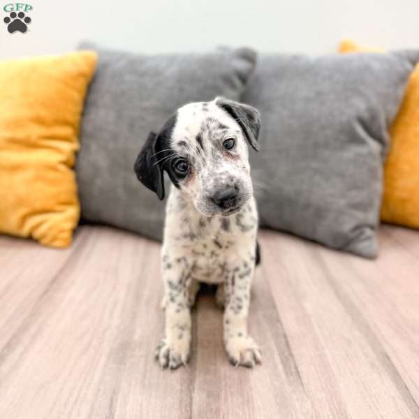 Cookie, Dalmatian Mix Puppy