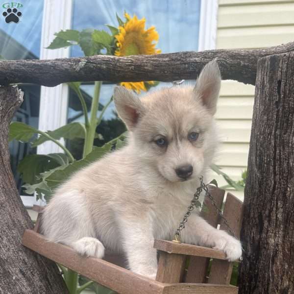 Taffy, Pomsky Puppy