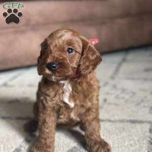 Penny, Mini Goldendoodle Puppy