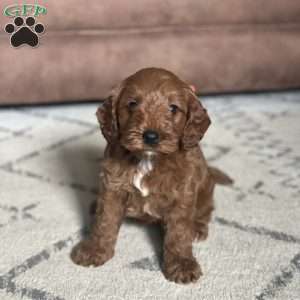 Penny, Mini Goldendoodle Puppy