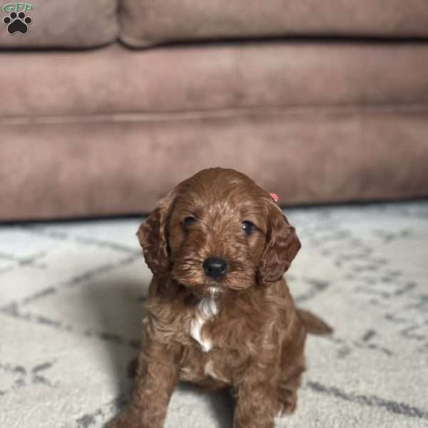 Penny, Mini Goldendoodle Puppy